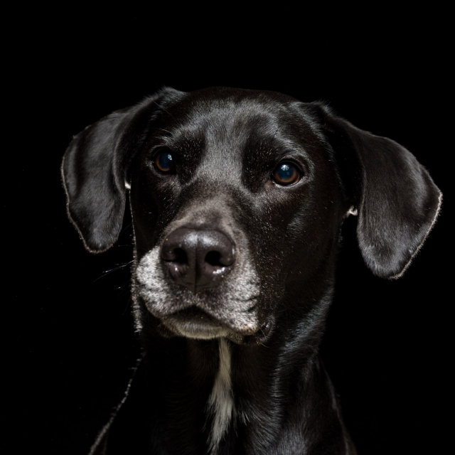 Nala