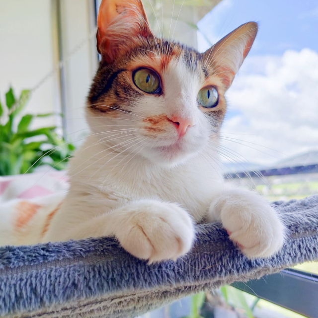Teresa