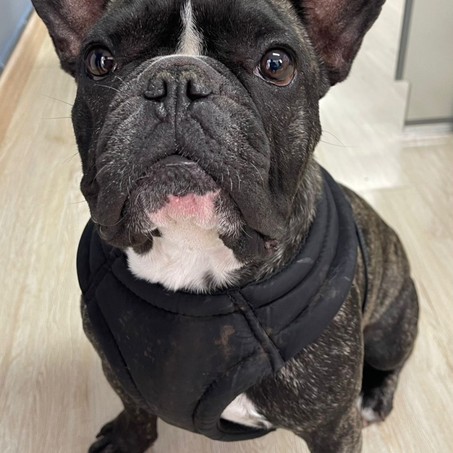 gaston