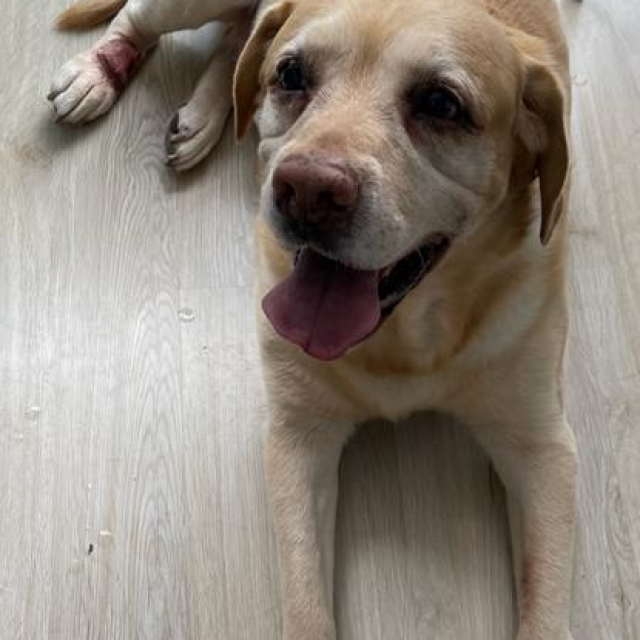 koda