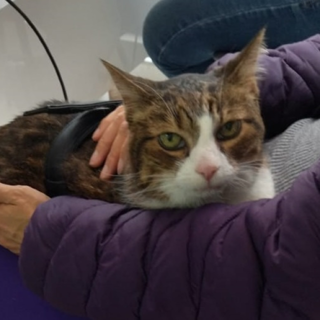 lila
