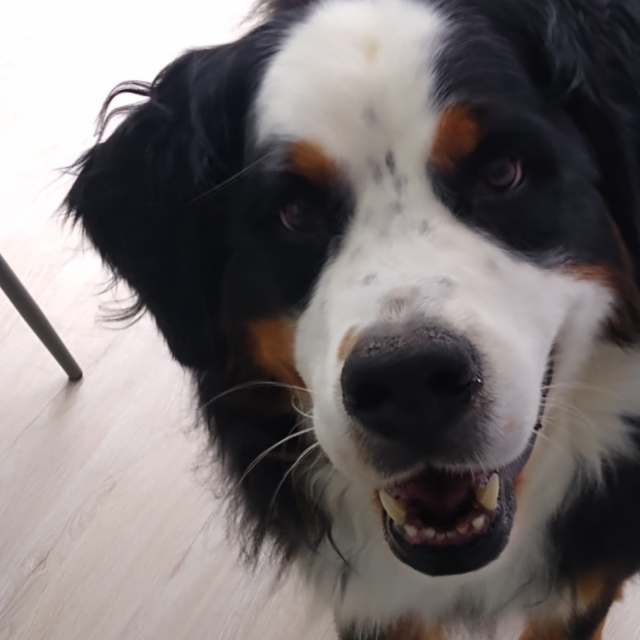 lulu
