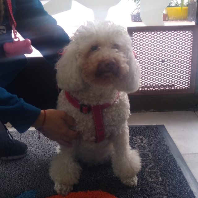 lulug