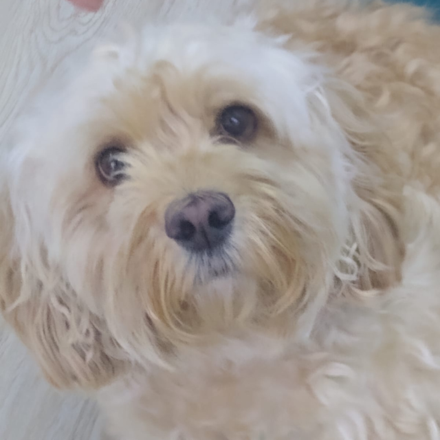 milo