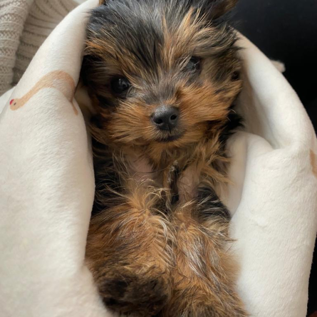 paco